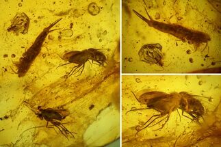 Two Fossil Flies, a Bristletail and a Hairy Leaf in Baltic Amber #159806