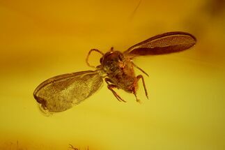 Fossil Scale Insect (Coccoidea) & Two Flies (Diptera) in Baltic Amber #159776