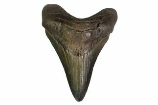 Serrated, Juvenile Megalodon Tooth - Georgia #159739