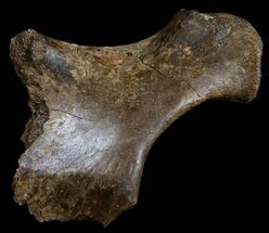 Cretaceous Crocodile Ischium (Hip Bone) - Hell Creek #10753