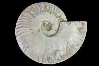 Silver Iridescent Ammonite (Cleoniceras) Fossil - Madagascar #157174