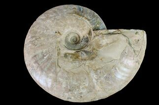 Silver Iridescent Ammonite (Cleoniceras) Fossil - Madagascar #157179