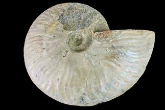 Silver Iridescent Ammonite (Cleoniceras) Fossil - Madagascar #159382