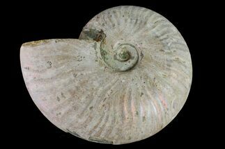 Silver Iridescent Ammonite (Cleoniceras) Fossil - Madagascar #159403