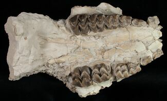 Oreodont (Merycoidodon) Partial Skull - Nebraska #10750