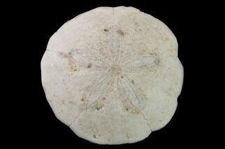 Miocene Sand Dollar (Scutella) Fossil - France #156323