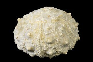 Cretaceous Sea Urchin (Salenia) Fossil - Texas #156334