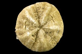 Miocene Sand Dollar (Astrodapsis) Fossil - California #156395