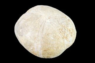.9" Jurassic Echinoid (Collyrites) Fossil - France - Fossil #156355