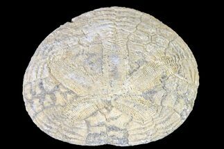 Pliocene Sand Dollar (Dendraster) Fossil - California #156357