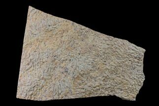 13.4" Pennsylvanian, Fossil Microbial Mat - Oklahoma - Fossil #155991