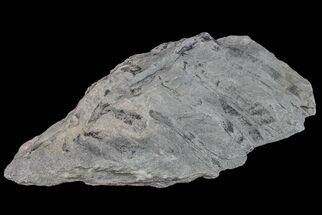 4.8" Fossil Lycopod Tree Root (Stigmaria) - Kentucky - Fossil #160234
