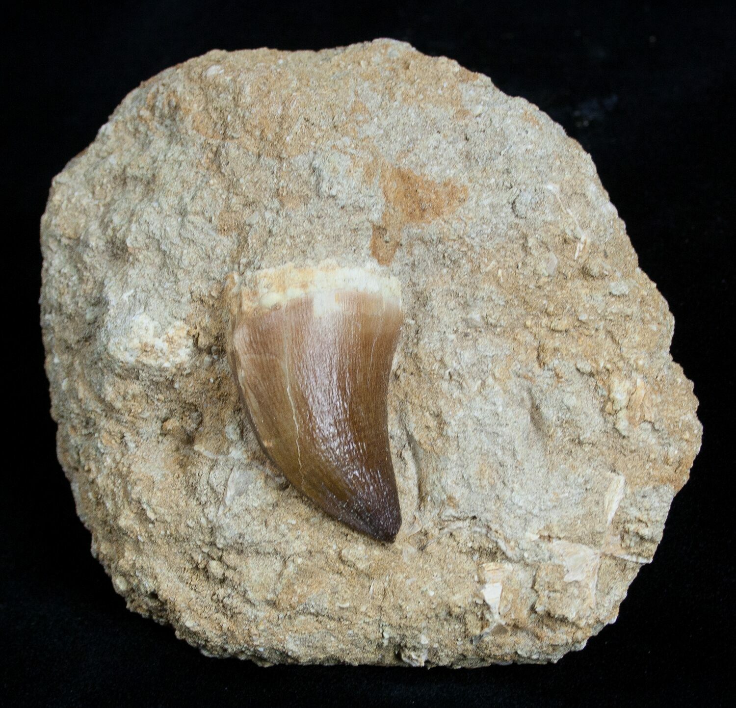 mosasaurus tooth real