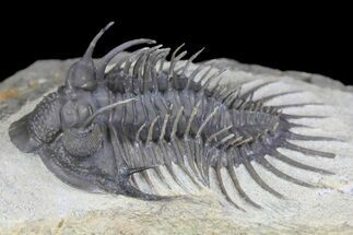 2.35" Spiny Comura Trilobite - Oufaten, Morocco - Fossil #160895