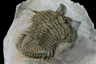 Tower Eyed Erbenochile Trilobite - Spectacular Specimen! #160886