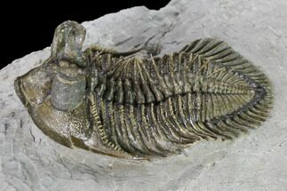Tower-Eyed, Erbenochile Trilobite - Top Quality! #160888