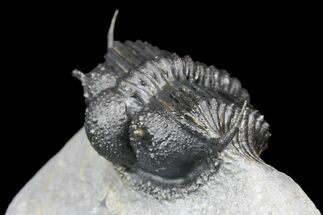 1.5" Spiny Cyphaspides Ammari Trilobite - Rare Species - Fossil #161345