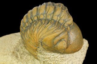 Partially Enrolled Reedops Trilobite - Atchana, Morocco #161452