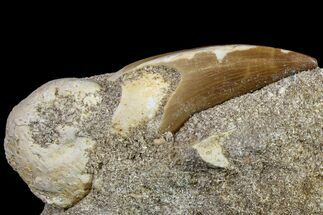 Mosasaur (Eremiasaurus) Tooth In Rock - Morocco #161188