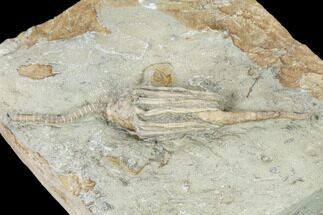 Fossil Crinoid (Macrocrinus) With Anal Tube - Crawfordsville, India #157249