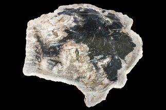 12" Tropical Hardwood Petrified Wood Dish - Indonesia - Fossil #160977