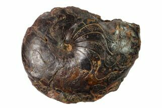 Fossil Goniatite (Imitoceras) - Morocco #162617