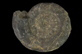 Triassic Fossil Ammonite (Nevadites) #162621