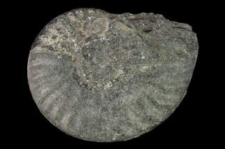 Triassic Fossil Ammonite (Gymnotoceras) - Nevada #162622