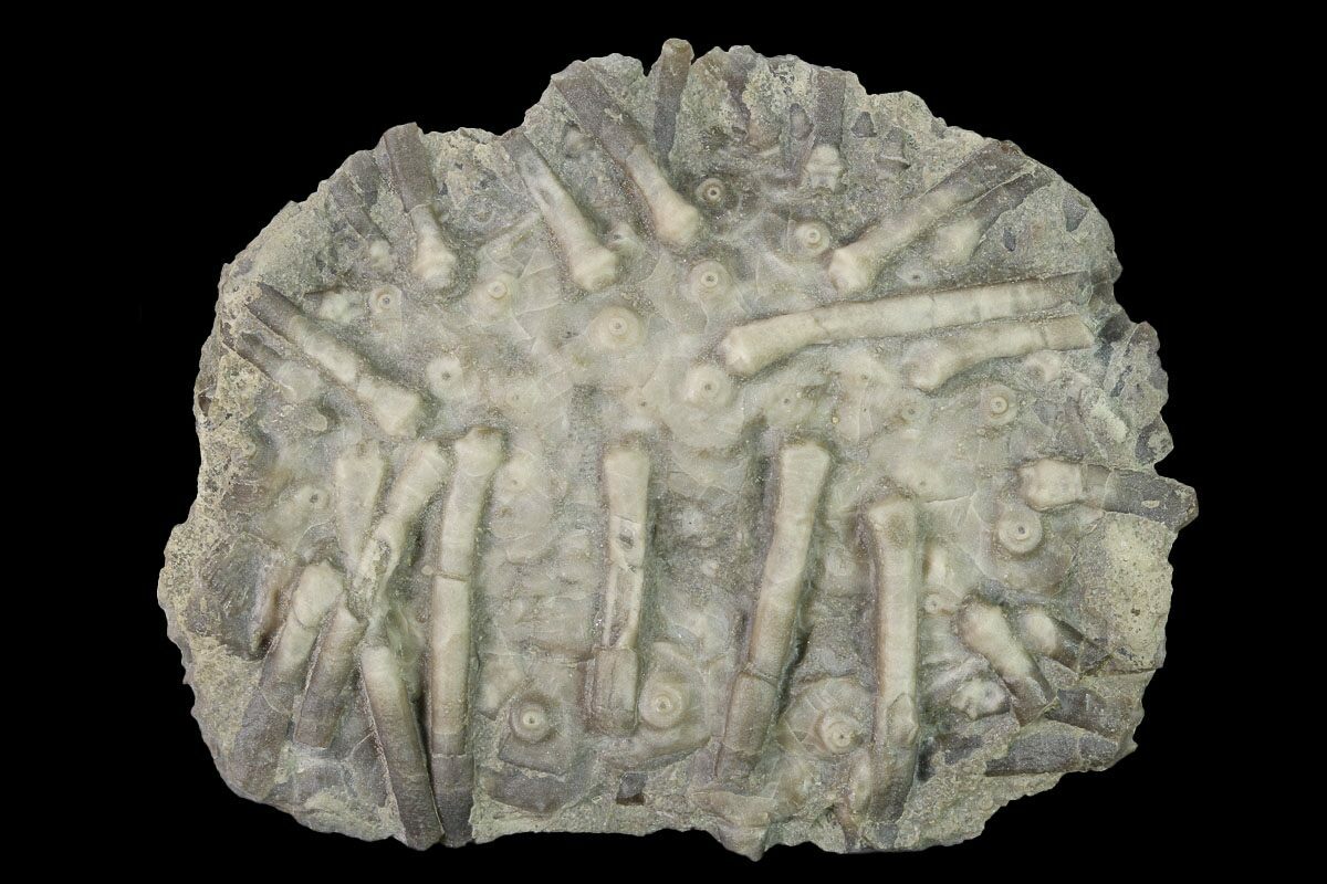 3.3" Fossil Echinoid (Archaeocidaris) Missouri For Sale (162658