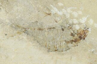 1.4" Fossil Fish (Diplomystus Birdi) - Hjoula, Lebanon - Fossil #162746