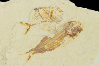 Cretaceous Fish (Diplomystus & Sedenhorstia) Fossils - Lebanon #162751