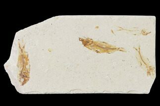 Four Cretaceous Fossil Fishes (Hemisaurida) - Lebanon #162804