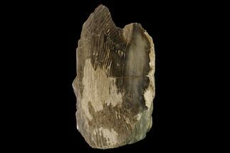 7.4" Polished Petrified Wood Stand-up - Sweethome, Oregon - Fossil #162880