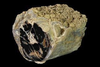 4" Wide Petrified Wood (Schinoxylon) Limb - Blue Forest, Wyoming - Fossil #162935