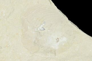Cretaceous Fossil Ammonite - Lebanon #162839