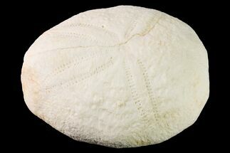 Fossil Sea Urchin (Eupatagus) - Florida #161283