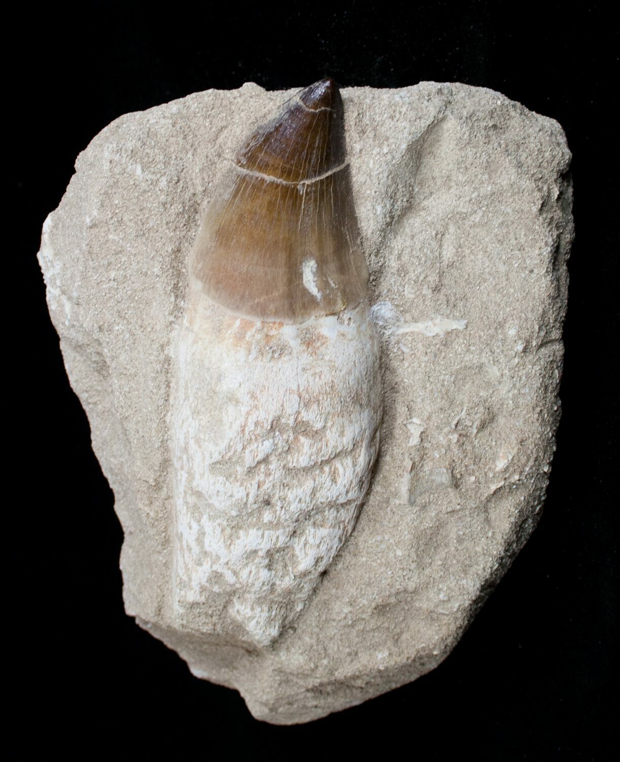 Mosasaur fossil Tooth in matrix Cretaceous age Morocco fossils and Fish Vertebra VM5