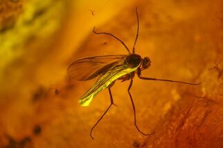 Two Detailed Fossil Flies (Diptera) & Gymnosperm Leaf In Baltic Amber #163480