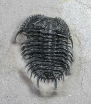 Excellent Gondwanaspis Trilobite From Morocco #10886