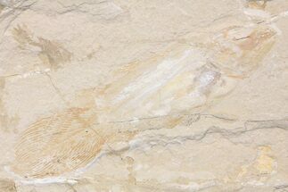 Very Rare, Fossil Coelacanth (Macropomoides) - Lebanon #163545