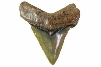 Tiny, Angustidens Tooth - Megalodon Ancestor #163358