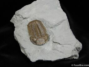 Chocolate Colored Sylvania Eldredgeops Trilobite #224