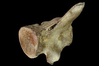 Fossil Whale Lumbar/Caudal Vertebra - South Carolina #160850