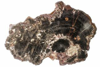 7" Triassic Petrified Wood (Conifer) Slab - Utah - Fossil #163641