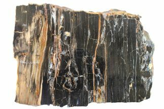 Triassic Petrified Wood (Schilderia) Rip-Cut - Utah #163648