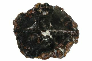 6.7" Triassic Petrified Wood (Conifer) Slab - Utah - Fossil #163656