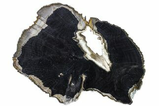7"  Petrified Wood (Oak) Round With Three Hearts - Texas - Fossil #163702