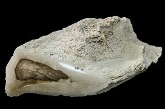 7.5" Long Polished Petrified Tropical Hardwood Limb - Texas - Fossil #163737