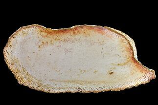 10.6" Petrified Palmwood (Palmoxylon) Slab - Louisiana - Fossil #163726