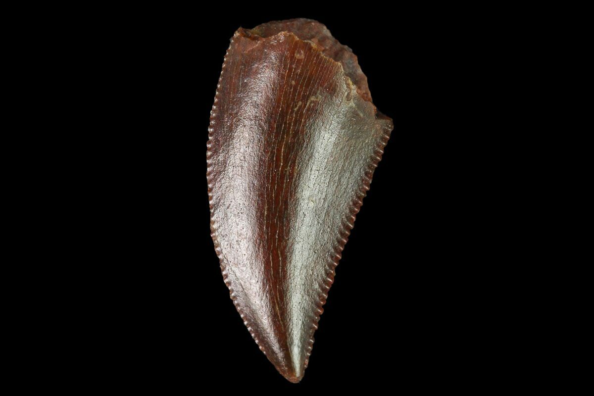 real raptor tooth for sale